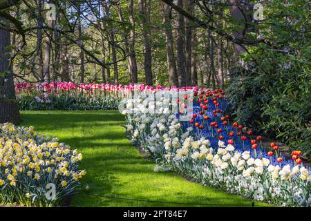 Europe, Netherlands, South Holland, Lisse. April 26, 2022. Multi-colored tulips and daffodils at Keukenhof Gardens. Stock Photo