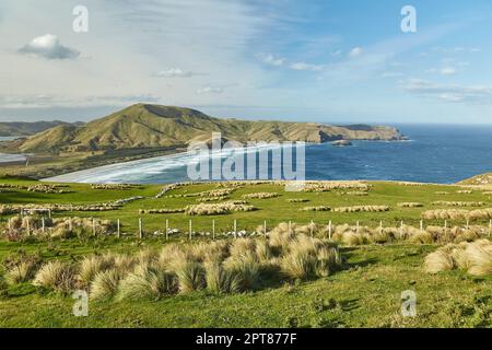 Green hills with fresh grass on Motutapu island Stock Photo