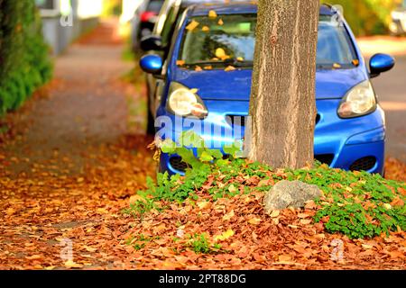 autumnal colored fallen leaves on a street with parking cars Stock Photo
