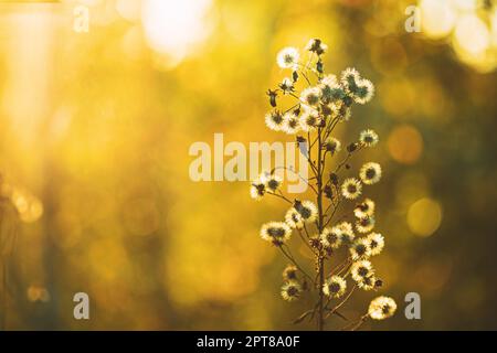 Dry Flowers Of Conyza Sumatrensis. Guernsey Fleabane, Fleabane, Tall Fleabane, Broad-leaved Fleabane, White Horseweed, And Sumatran Fleabane. Close Up Stock Photo