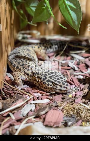 Leopard gecko lizard, eublepharis macularius. Closeup. Stock Photo