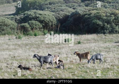 Herd of goats Capra aegagrus hircus. Gran Canaria. Canary Islands. Spain. Stock Photo
