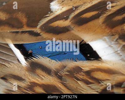 water-droplets on repellent wing feathers of Mallard duck F (Anas platyrhynchos) with distinct blue speculum Leighton Moss RSPB reserve Lancashire, UK Stock Photo
