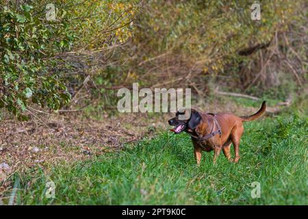 dog tracking along bushes in a hunt Stock Photo - Alamy