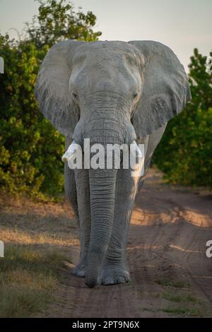 African elephant stands facing camera on track Stock Photo