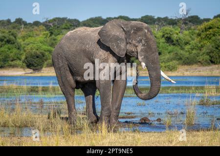 African elephant stands on floodplain squirting mud Stock Photo - Alamy