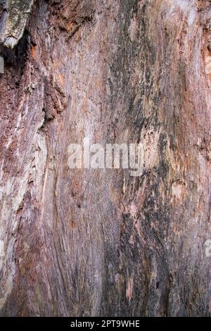 The textured background of old dead dry Big tree without bark Stock Photo