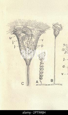 Antique engraved illustration of a bell animalcule. Vintage illustration of Vorticella. Old picture. Book illustration published 1907. Vorticella is a Stock Photo