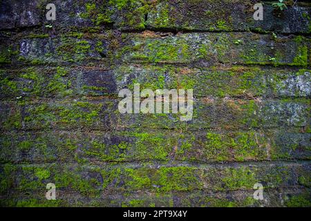 Fungi Green moss on the old brick wall has an abstract background texture Stock Photo