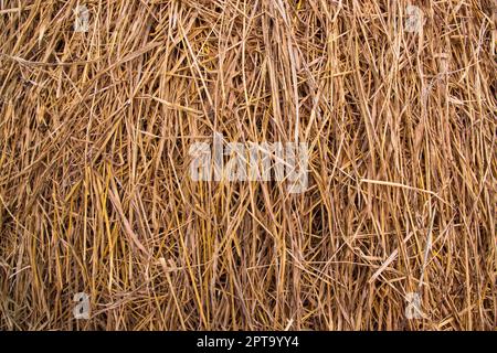 Brown hay, dry hay texture background Stock Photo