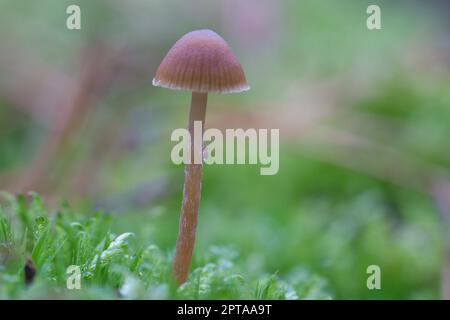 a filigree little mushroom on the forest floor in soft light. Macro shot from nature Stock Photo