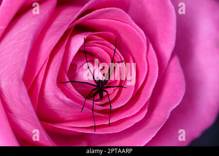 Making a home amongst the flowers. A photo of a spider above a red rose etc Stock Photo