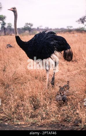 Ostrich (Struthio camelus), Kruger National Park, Mpumalanga, South Africa Stock Photo