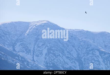 One vulture flying over the snowy peaks of the Sierra de Gredos. La Garganta, Ambroz Valley, Extremadura, Caceres, Spain Stock Photo
