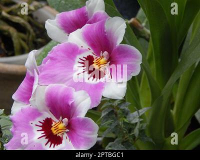 Botanical garden plants and flowers Stock Photo