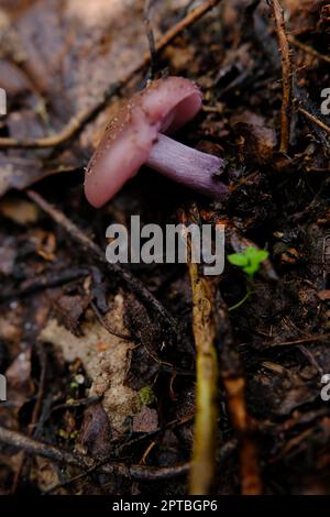 Amazing edible mushroom Lepista nuda commonly known as wood blewit in autumn forest. Ukraine, Europe. Stock Photo