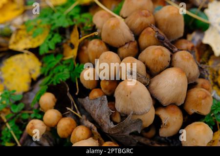 mushroom Coprinellus micaceus. Group of mushrooms on woods in nature in autumn forest Stock Photo