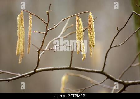 Yellow long spring catkins on tree branch, sunny day Stock Photo