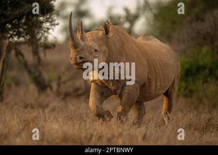 Black rhino walks to camera in clearing Stock Photo