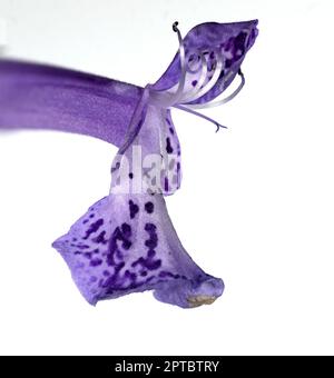 Closeup image of a Velvet Elvis (Plectranthus) bloom on a white background Stock Photo