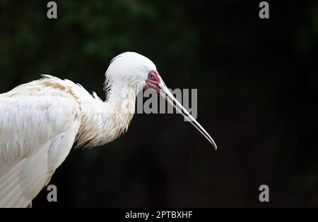 Side view of the African spoonbill bird. Horizontally. Stock Photo