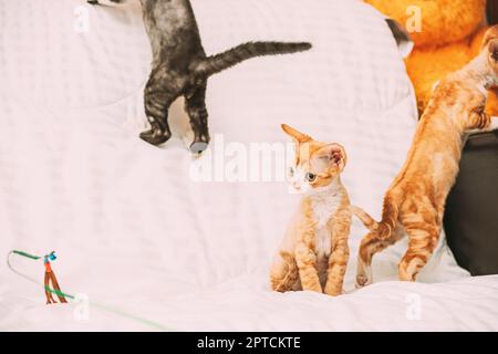 Funny Curious Young Red Ginger And Gray Devon Rex Kitten Playing Together At Home Sofa. Short-haired Cat Of English Breed. Stock Photo