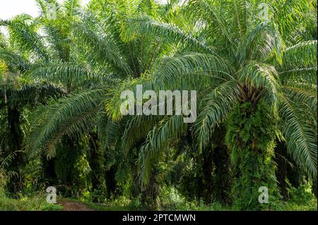 oil palm plantation Lined palm trees in Krabi, Thailand Stock Photo