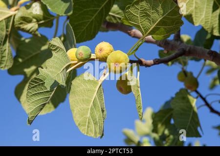 Deliclious young green fig fruits on tree. Closeup Stock Photo