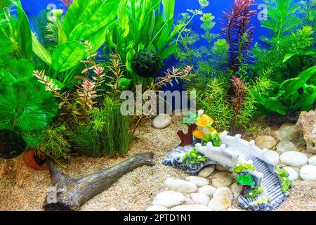 Underwater landscape nature forest style aquarium tank with a variety of  aquatic plants, stones and herb decorations Stock Photo - Alamy