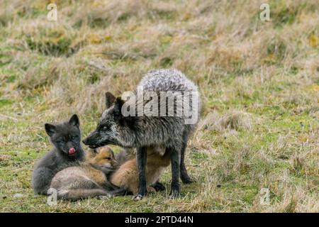 A red fox (Vulpes vulpes) (silver morph) at the den with playing pups (kits) at the American Camp (San Juan Island National Historical Park) on San Ju Stock Photo