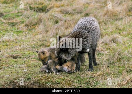 A red fox (Vulpes vulpes) (silver morph) at the den with playing pups (kits) at the American Camp (San Juan Island National Historical Park) on San Ju Stock Photo