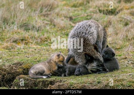 A red fox (Vulpes vulpes) (silver morph) at the den with playing pups (kits) at the American Camp (San Juan Island National Historical Park) on San Ju Stock Photo