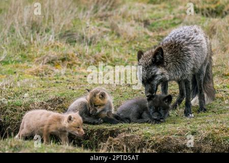 A red fox (Vulpes vulpes) (silver morph) at the den with playing pups (kits) at the American Camp (San Juan Island National Historical Park) on San Ju Stock Photo