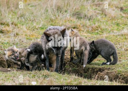 A red fox (Vulpes vulpes) (silver morph) at the den with playing pups (kits) at the American Camp (San Juan Island National Historical Park) on San Ju Stock Photo