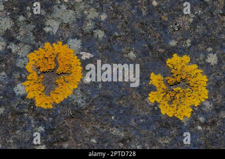 Lichens Xanthoria parietina. Integral Natural Reserve of Inagua. Gran Canaria. Canary Islands. Spain. Stock Photo