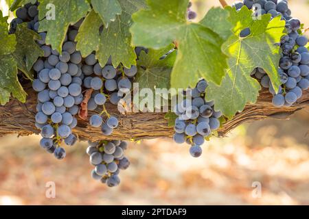 Beautiful Lush Wine Grape Bushels In The Vineyard Stock Photo