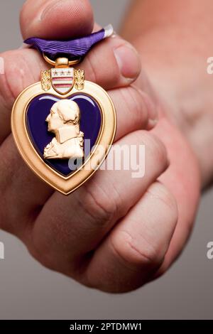 Man Holding Purple Heart War Medal on a Grey Background. Stock Photo