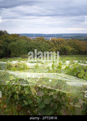 vineyard anti bird protection netting Stock Photo