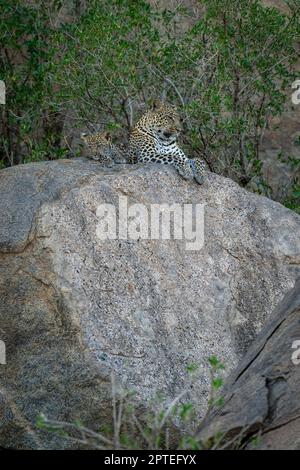 Leopard and cub lying on shady boulder Stock Photo