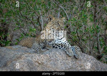 Leopard and cub lie on shady boulder Stock Photo