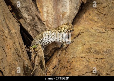 Leopard comes out of cave in rockface Stock Photo