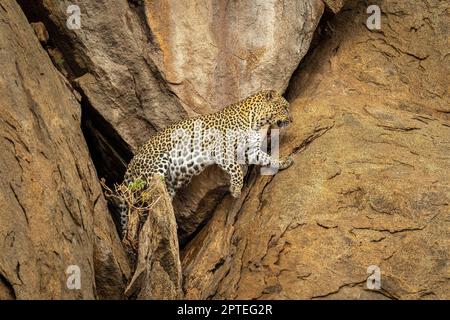 Leopard comes out of cave in cliff Stock Photo