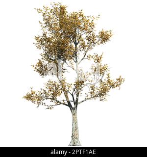 London Plane Tree isolated on white background front view Stock Photo