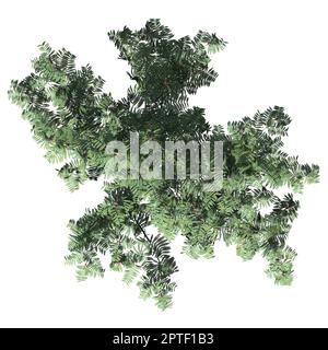 Mimosa Tree isolated on white background front view Stock Photo