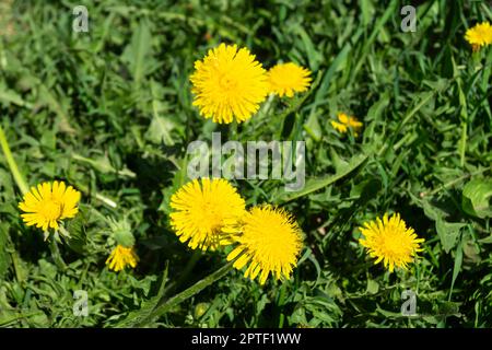 Spring blossom of the dandelion with orange petal on background of the green herb Stock Photo