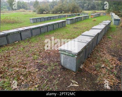 Beehives placed in a eucalyptus forest. Eucalyptus honey is one of the most appreciated Stock Photo