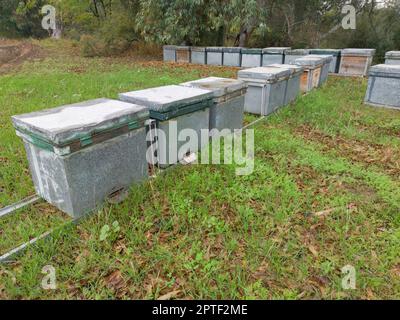 Beehives placed in a eucalyptus forest. Eucalyptus honey is one of the most appreciated Stock Photo