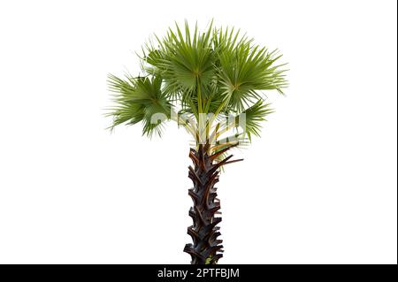 Palmyra on white background, isolate Stock Photo