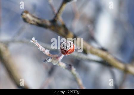 Ice crystals formed on a rosehip and pointed in all directions. Structural and bizarre shapes were formed. Winter photo from Brandenburg Stock Photo