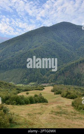 Fragment of the mountainous terrain in the Carpathians, Ukraine. The forest is forgiven by the reliefs of the Carpathian Mountains Stock Photo